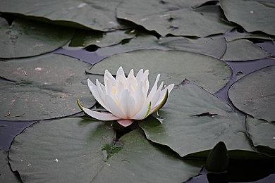 知名数据挖掘者透露《最后的生还者Part2》即将登陆PS5